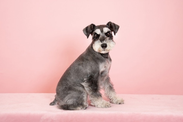 ふわふわ毛並みのミニチュアシュナウザー