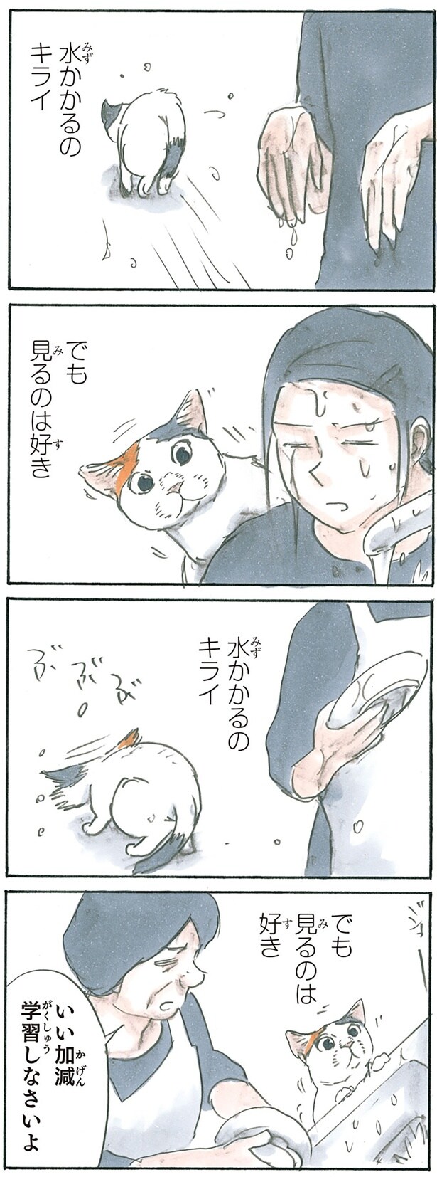 水と猫の不思議