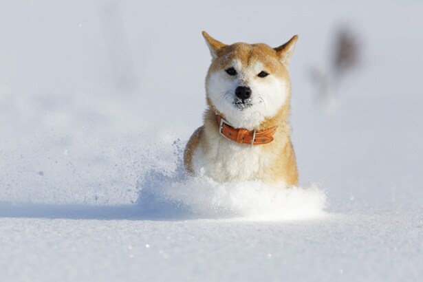 雪の中の柴犬