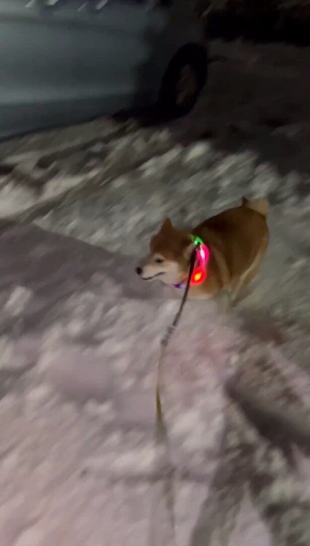 雪の中で大はしゃぎ♪▶どこまでも続く雪の中を夢中で走る！（⇒次へ）