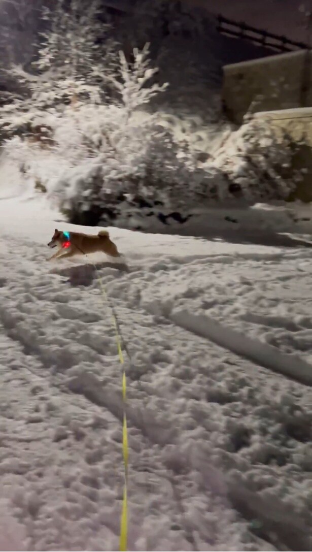 はしゃぎすぎて熱くなる⁉クールダウンへ▶高い場所が好きなハクちゃん（⇒次へ）