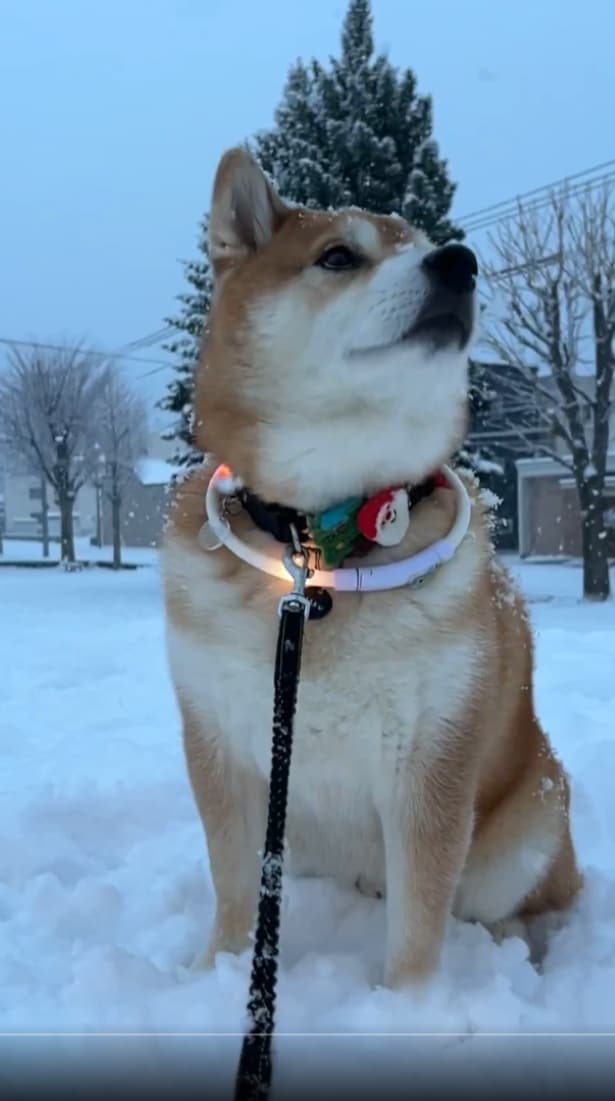 今朝は静かに雪を楽しむ大人スタイル▶この後ろ姿は…（⇒次へ）