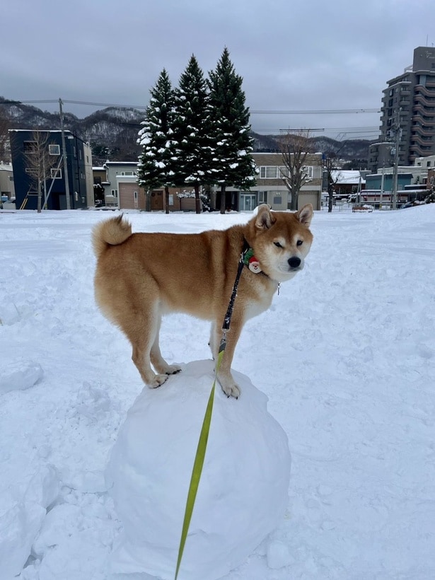 玉乗り検定1級合格◎▶雪をホリホリ中の姿に、思わずクスッ（⇒次へ）