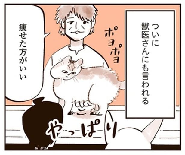 獣医からも「痩せたほうが」と指導が。ぽっちゃり猫のダイエット
