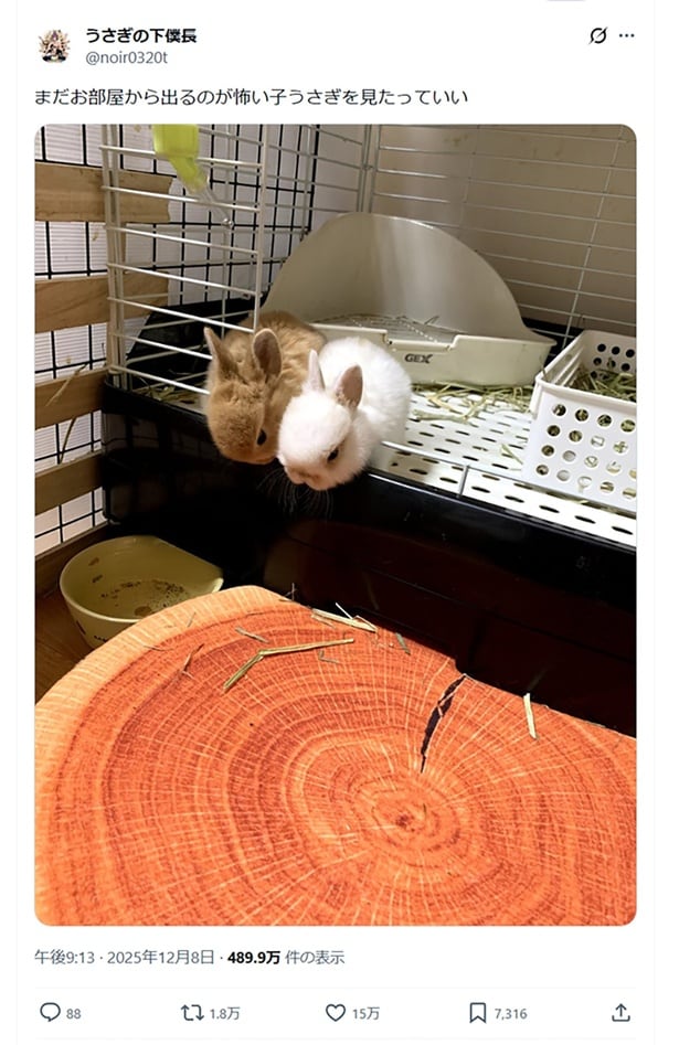 まだお部屋から出るのが怖い子うさぎ▶ぷるぷる…(⇒次へ)