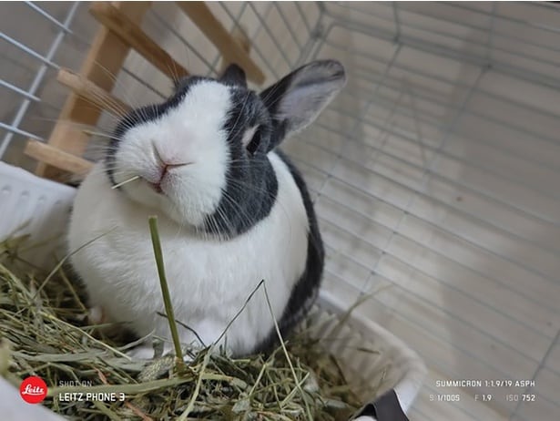 もっちりかわいいうずらちゃん▶あまりのかわいさに…(⇒次へ)