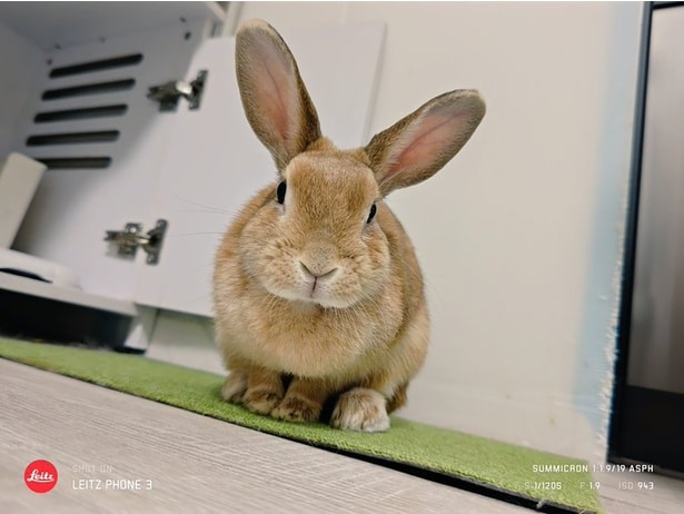 かわいい子うさぎ時代から、ずっとかわいいですね!(次画像からSNSで話題の飼いうさぎ・うにまるとの日々を描いた『うちのうさぎは今日ものんびり』が読めます)