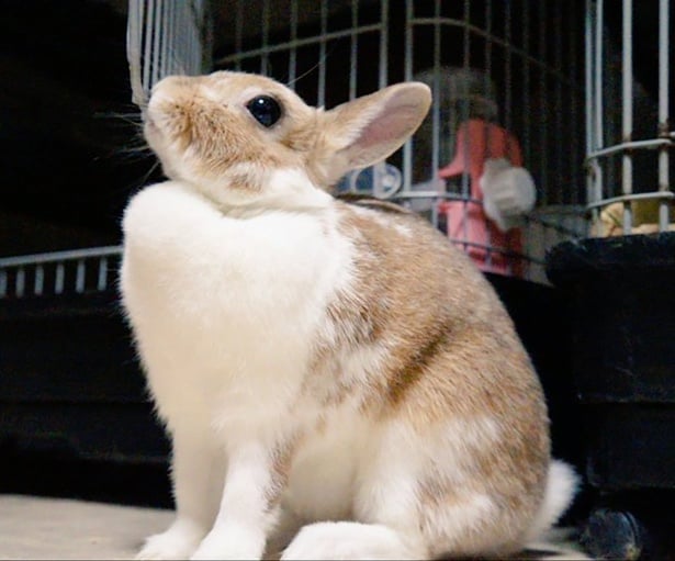 子うさぎちゃん達のママ▶お父さんの姿(⇒次へ)