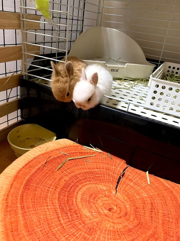 ぴったりくっついていてかわいい…!▶お部屋の中では(⇒次へ)