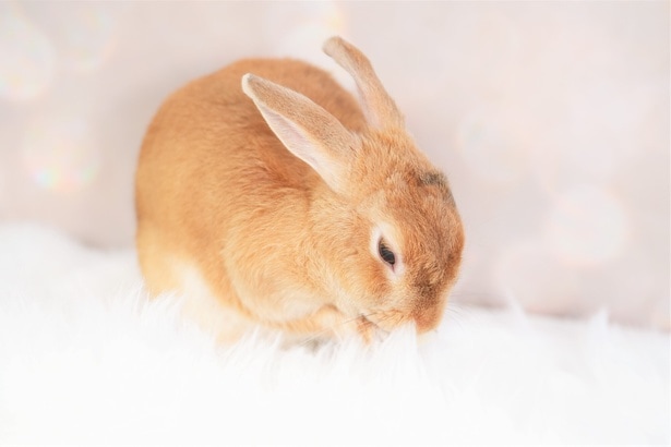 子うさぎ達が外に出てみようとしたら?…ためらう姿に「慌てなくても良いんだよ!」「かわいすぎて言葉を失いました」