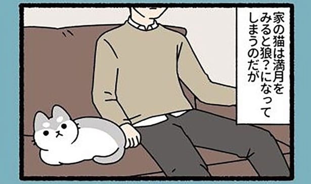 満月を見るとアノ姿に変身! 普段はキュートな家猫の秘密