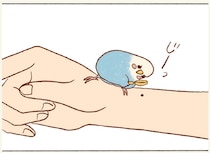 飼い主の手首にほくろを見つけたセキセイインコ。じーっと見てるけど、気になるの？