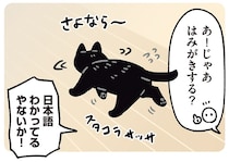 人間語講座が開けるほど!? 飼い主の言葉が通じる黒猫ろん