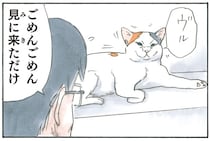 そーっと覗いたらちゃんといてくれる。定位置に猫たちが存在する安心感