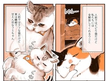 飼い主だけの特権！ お客さんが帰ったあとに見られる、うちの猫たちのかわいい姿
