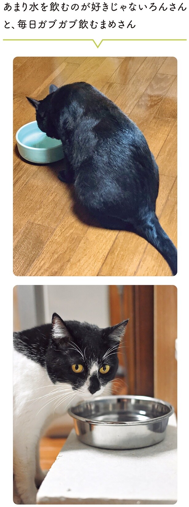 あまり水を飲むのが好きじゃないろんさんと毎日ガブガブ飲むまめさん