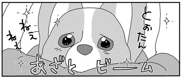 どうしてもほしいの!飼い主におねだりするワンコの奥の手