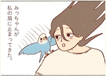 構ってもらえず寂しかった？ 飼い主の仕事中に肩に止まってきたインコの真意は