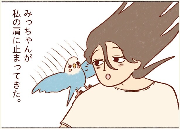 構ってもらえず寂しかった? 飼い主の仕事中に肩に止まってきたインコの真意は