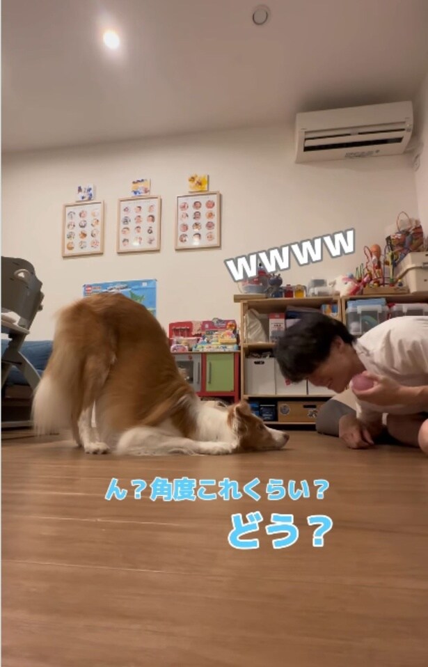 お尻の角度を調整しちゃうラスカル君▶「立て」を伝えてみるも…？（⇒次へ）