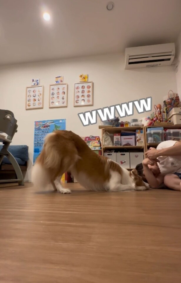 やっぱりお尻だけたっちゃうラスカル君▶嫌がらず自分から来ます（⇒次へ）