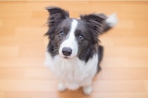 「この角度で合ってますか？」下半身だけ指示に従うボーダーコリーにツッコミ続出！