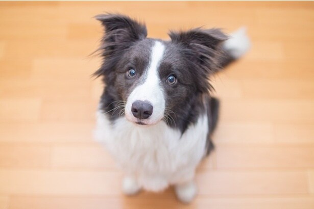 「この角度で合ってますか？」下半身だけ指示に従うボーダーコリーにツッコミ続出！