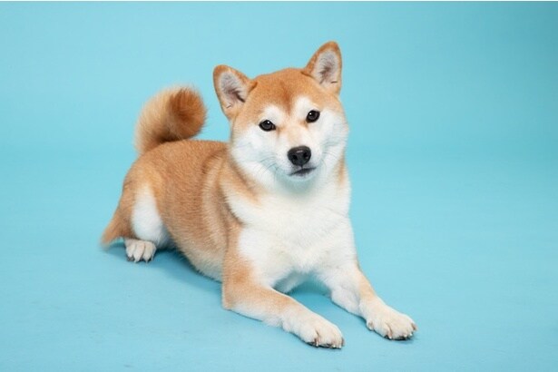 視線が痛い…！ベビーせんべいを食べる赤ちゃんをフリーズさせた柴犬の「圧」