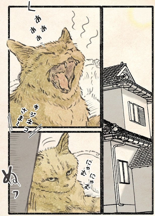 キジネコさま～