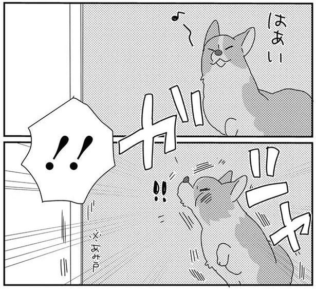網戸に勢いよくぶつかるコーギー犬。呆然とする姿に「ごめんね」