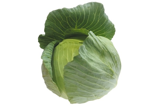 冬キャベツ