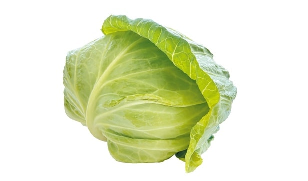 春キャベツ