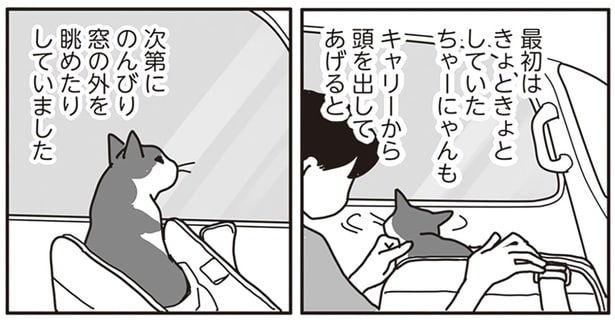 最初はきょときょとしていたちゃーにゃん