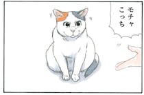 「こっちだよ」「おいで！」飼い主のお父さんとお母さんに同時に呼ばれた猫の行動