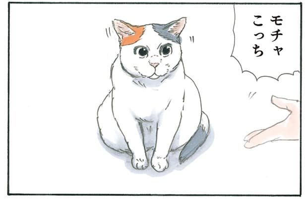 「こっちだよ」「おいで！」飼い主のお父さんとお母さんに同時に呼ばれた猫の行動