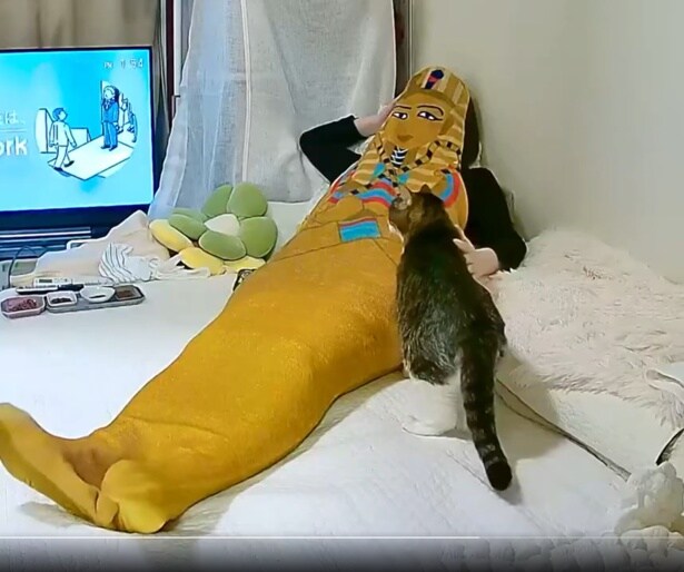 飼い主さんはファラオ！？菊千代ちゃんも不審がっています（笑）▶バステト神な菊千代ちゃんの肉球は…？