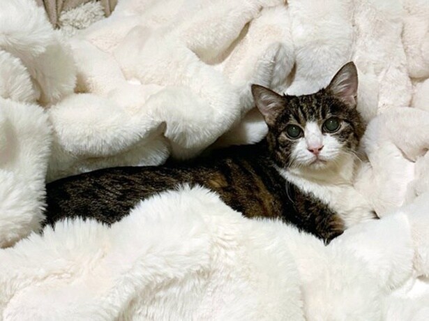 まるでエジプトの神様！？ アイテム1つで変身した猫ちゃんの姿に…「崇めたくなる」「ピラミッド建てよう」