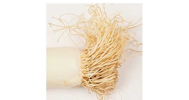 根っこも食べられる!