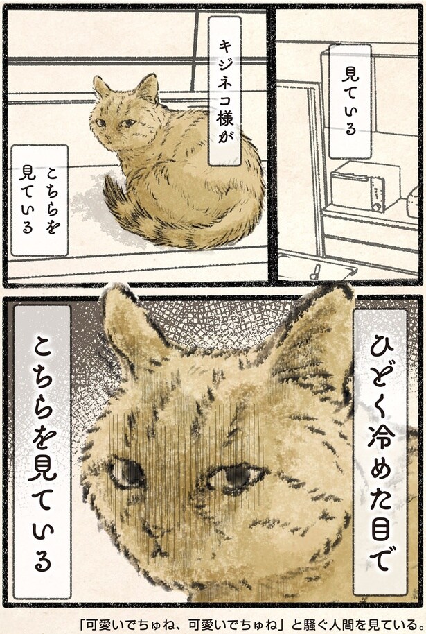 キジネコ様がこちらを見ている