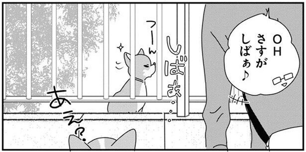 これぞ柴犬らしさ！ツレない態度の柴犬に「あれれ」