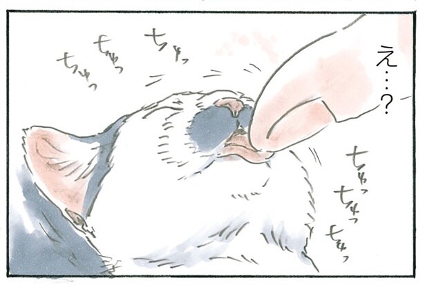 来てすぐ爆睡の子猫。手を差し出すと、噂に聞く最強に可愛い仕草をしてくれて