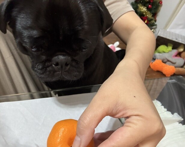 何をもらえるんですか?▶愛情たっぷりの手作りごはん(⇒次へ)