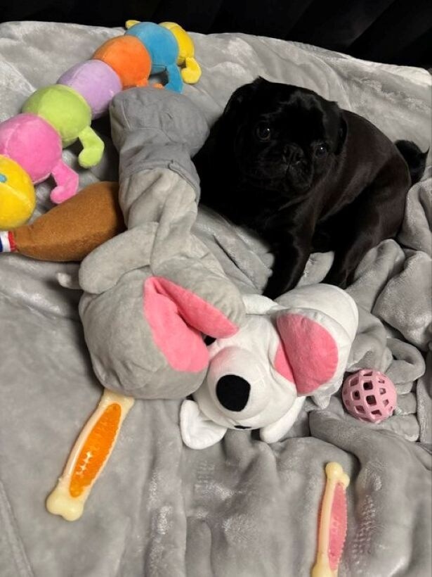 お気に入りのおもちゃを運んできたつくねくんの姿が▶飼い主さんをやさしく見守るつくねくん(⇒次へ)