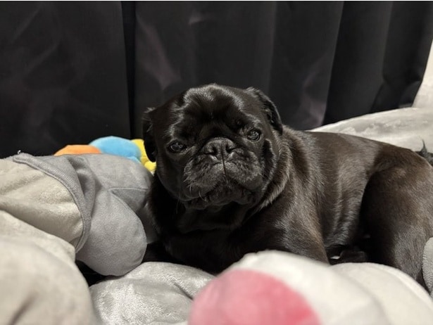 こんな表情で見つめられたらたまりませんね!▶おやつを見つめる目は、一味違います(⇒次へ)