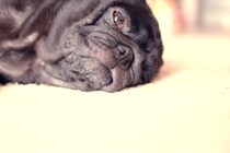 腰痛で寝ていたら…ベッドにお見舞いの品が？愛犬の行動に「優しすぎる」「愛があふれている」