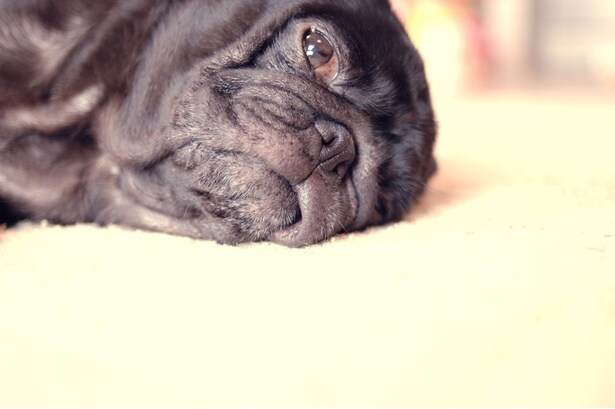 腰痛で寝ていたら…ベッドにお見舞いの品が?愛犬の行動に「優しすぎる」「愛があふれている」