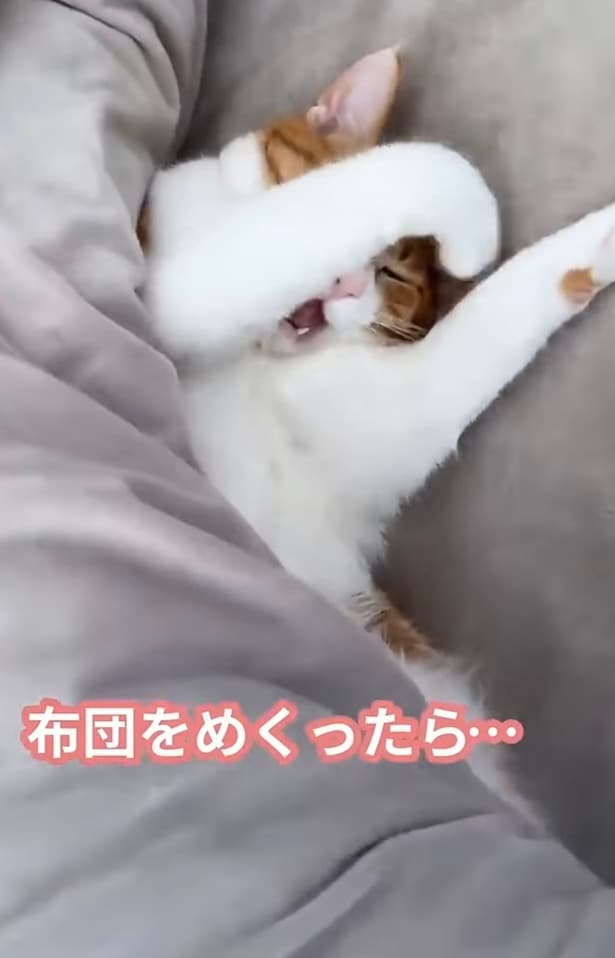 飼い主さんをちらりと見る▶まだ眠いから…（⇒次へ）
