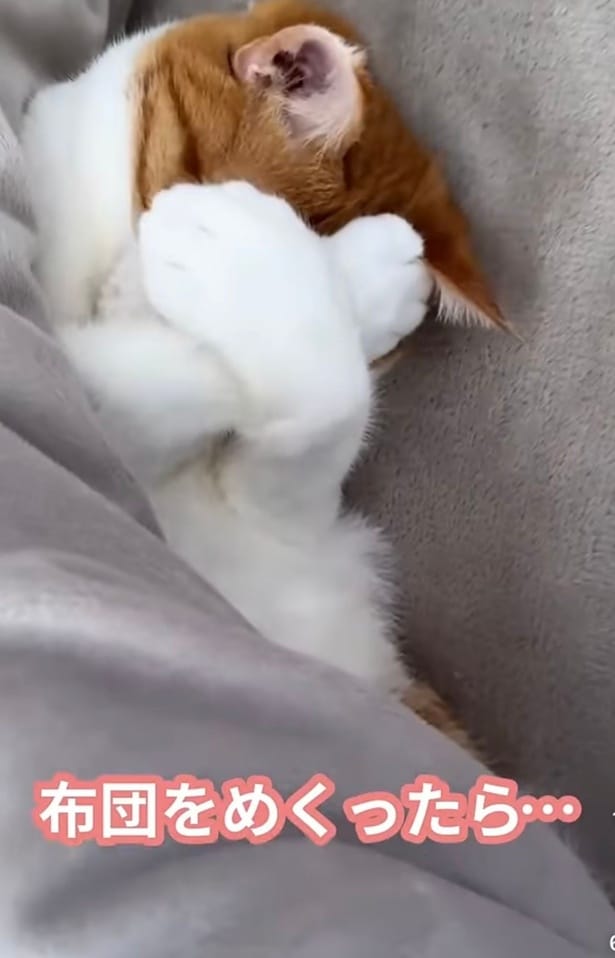 前足を顔の前でクロスして顔を隠す▶しばらく顔を隠していたけど…（⇒次へ）