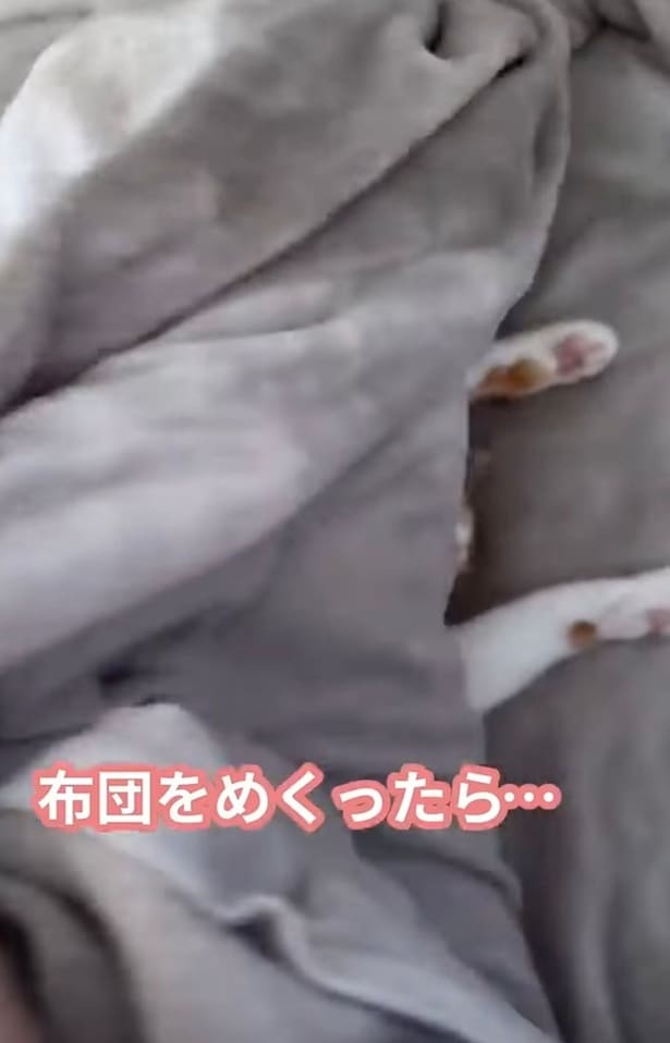 また毛布をかけてもらった▶ちくわくんはおしゃべり好き（⇒次へ）