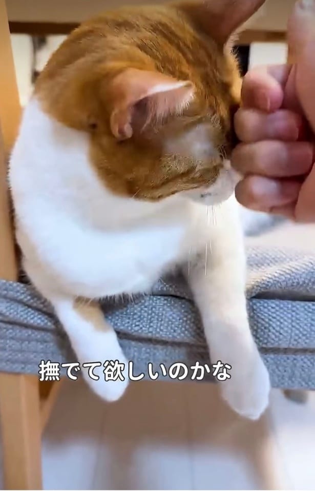 顔を撫でてもらう▶「もっと」と鳴いてアピールしたあとは…（⇒次へ）